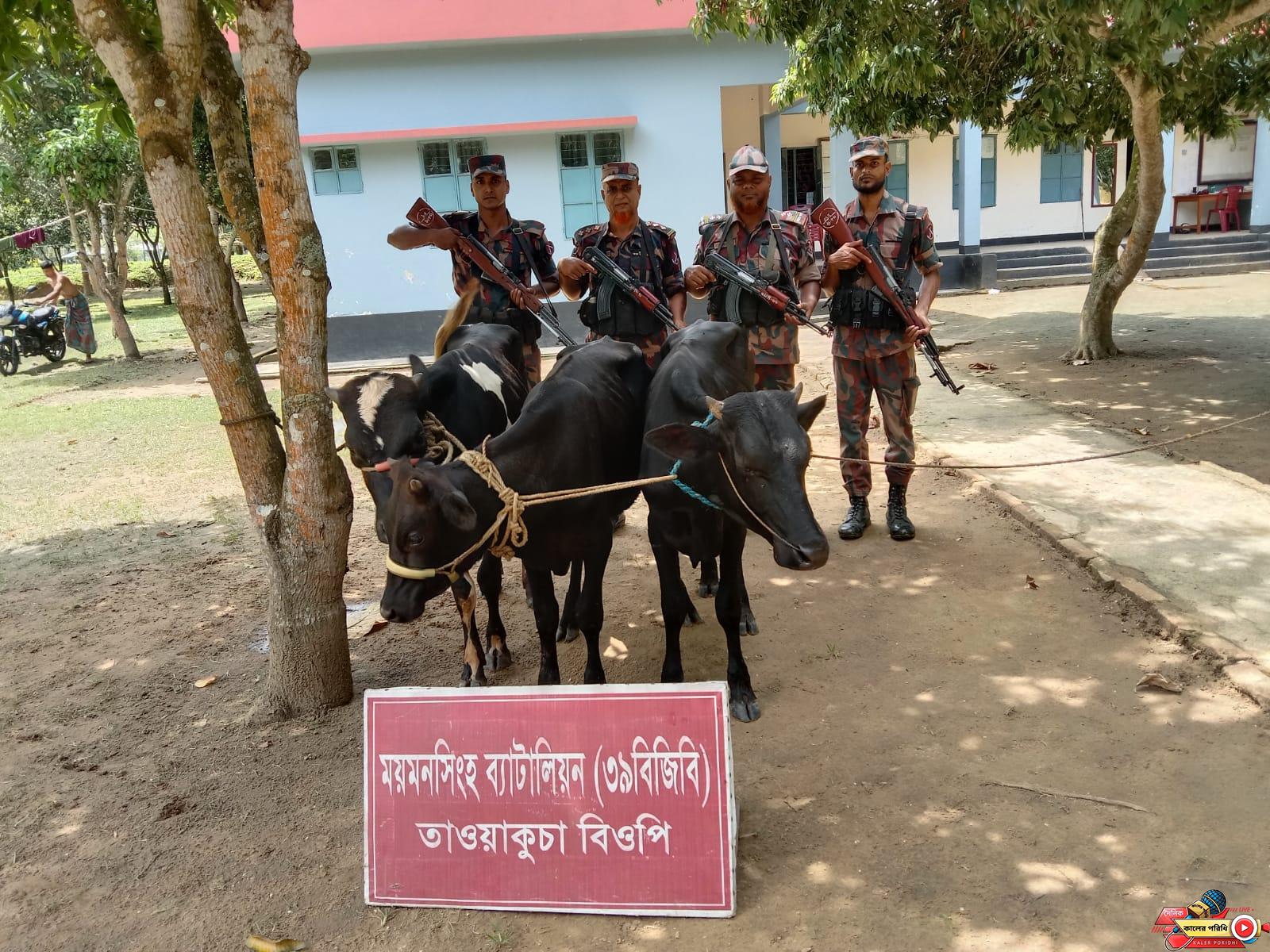 শ্রীবরদী সীমান্তের খাড়ামোড়ায় বিজিবির অভিযানে ভারতীয় ৩ ষাঁড় গরু আটক