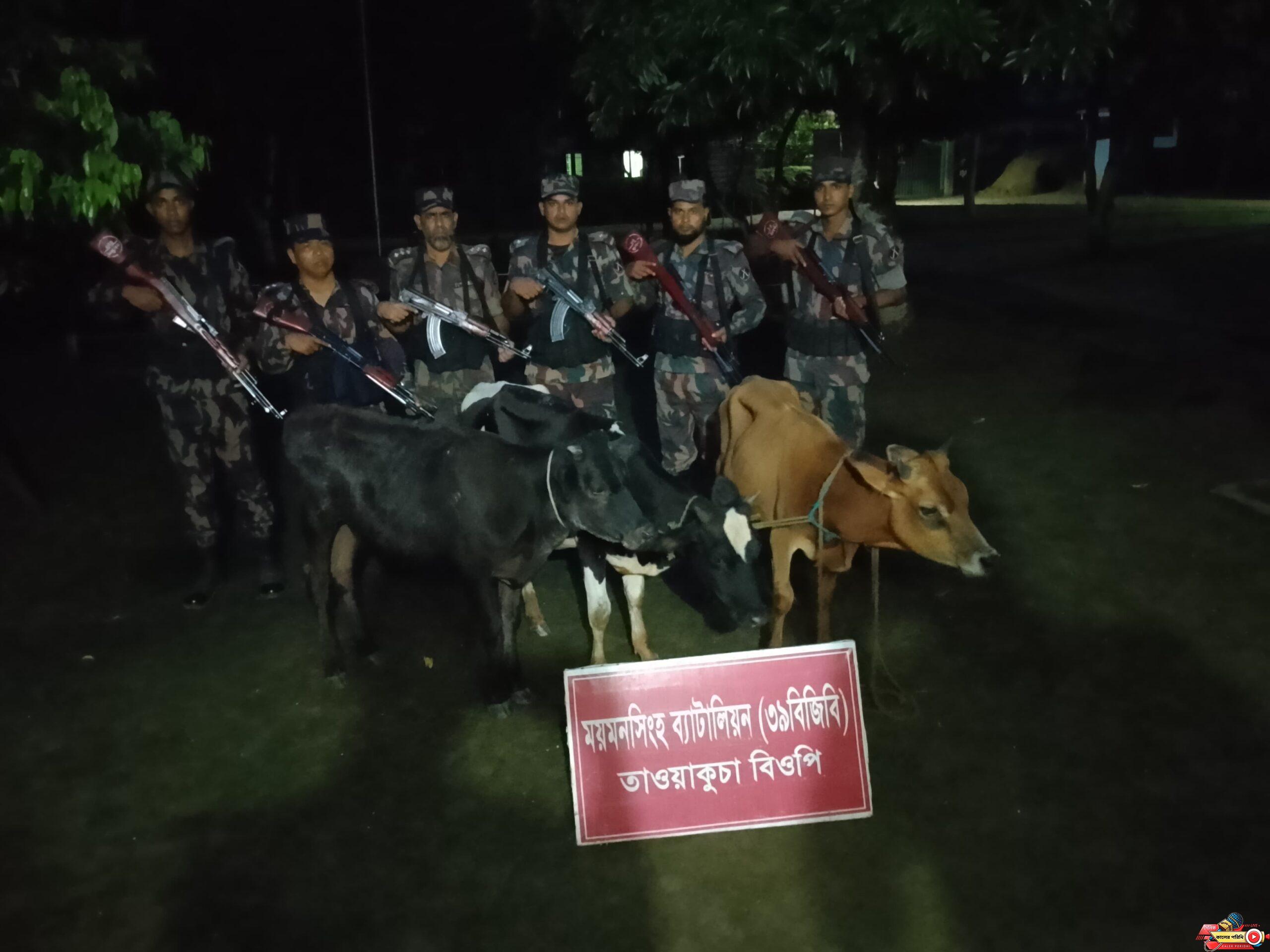 শ্রীবরদী সীমান্তের বালিজুরী থেকে বিজিবির অভিযানে ভারতীয় ৩ গরু আটক