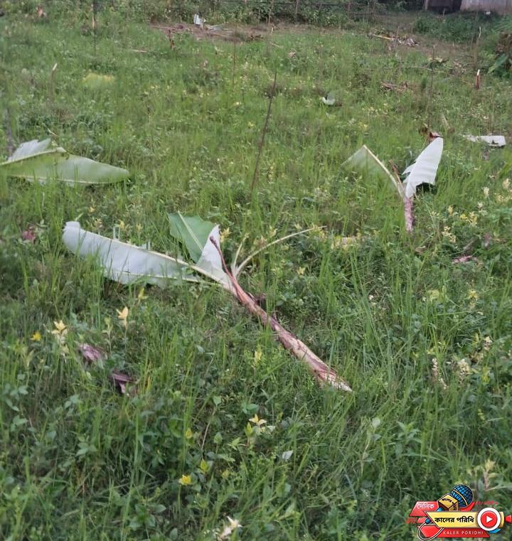 শ্রীবরদীর রহমতপুরে জমি দখলের চেষ্টা ৪ শতাধিক মেহগনি ও কলা গাছ কেটে ফেলেছে প্রভাবশালীরা