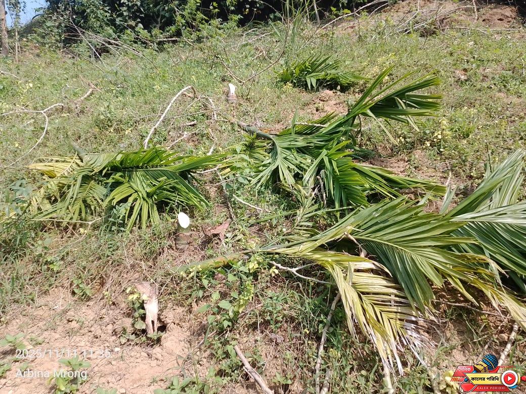 শ্রীবরদী সীমান্তে আদিবাসীর অর্ধশতাধিক সুপারি গাছ কেটে ফেলার অভিযোগ